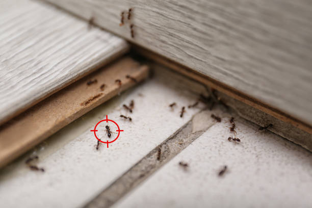 Best Emergency Pest Control  in Zionsville, IN